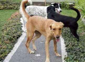 Hundreds of Dog Meat Skewers Seized in Bali news-26072024-045029