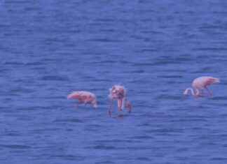 Threat to Flamingo Paradise in Aude Due to Climate Change news-20082024-125218