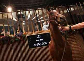 Deauville Horse Auctions: Sharp Decline in Thoroughbred Foal Sales news-20082024-125339