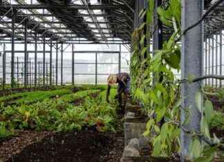 Top 5 Manufacturing News: Solar Greenhouses, TSMC Construction, Giant Diamond Found – L’Usine Nouvelle news-27082024-103524