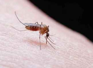 Outbreak of Deadly Virus Spread by Mosquitoes Sparks Panic and Lockdown in Massachusetts news-29082024-104440
