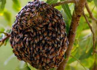 Discovery of Invasive Red Dwarf Bees Colony in Europe: Alarming Findings news-31082024-225242