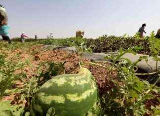 Transitioning from Watermelon Farming: How Moroccan Farmers are Adapting to Drought news-05092024-110116