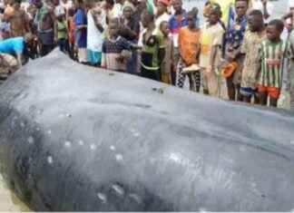 Rare sighting of a 13m whale off the coast of Forécariah, Matakang Island. news-10092024-084446