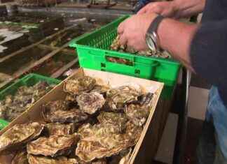 Contaminated Oysters: One Year Later, Concerns Remain as Risk Factor Persists news-13092024-104400