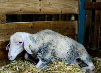 FCO: La Confédération Paysanne Dénonce le Déni du Gouvernement – Critique de la Gestion de la Fièvre Catarrhale Ovine news-14092024-025305