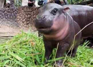 Meet Moo Deng: The Adorable Baby Pygmy Hippo Taking the Internet by Storm news-16092024-173006