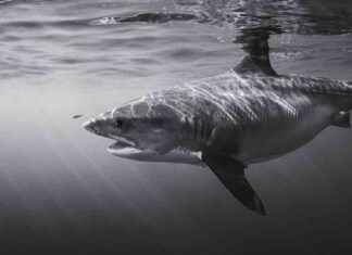 German Tourist Dies in Shark Attack off the Coast of the Canary Islands news-18092024-031705
