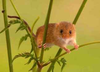 Mon Échec de Bricolage en 2024 : La Clôture Pour Protéger Mon Jardin des Animaux mon-chec-de-bricolage-en-2024-la-clture-pour-protger-mon-jardin-des-animaux