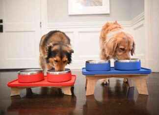 Système Élégant de Trot Pets Pour Nourrir Vos Animaux de Compagnie systme-lgant-de-trot-pets-pour-nourrir-vos-animaux-de-compagnie