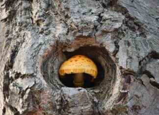 Bois, lin, rotin : matériaux naturels pour une ambiance douce Bois, lin, rotin : matériaux naturels pour une ambiance douce