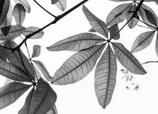 Déco Minimaliste Déco Minimaliste