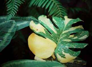 Deco Ou Nego : Idées De Décoration À Petits Prix Pour Tous Les Espaces Deco Ou Nego : Idées De Décoration À Petits Prix Pour Tous Les Espaces