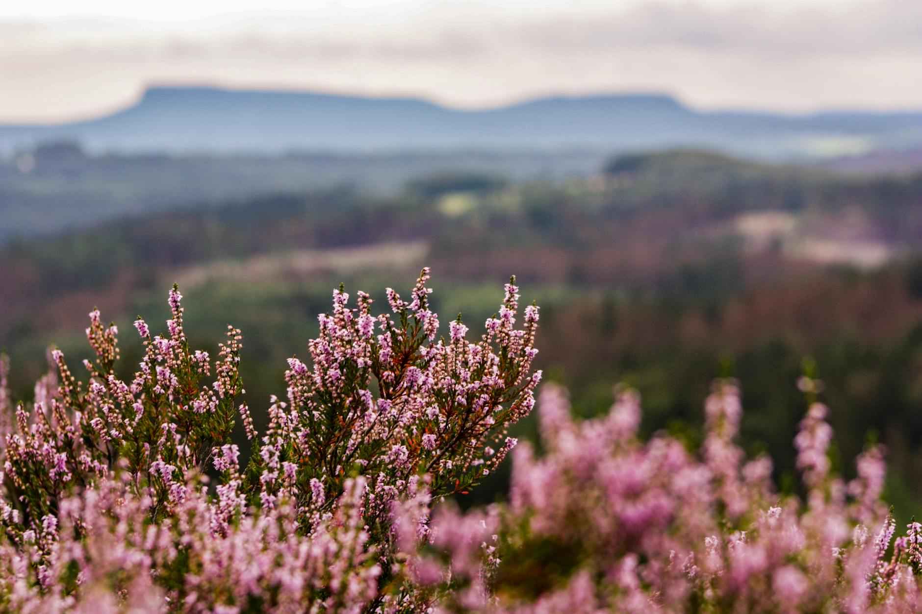 Les Avantages Écologiques