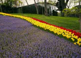 Guirlande Lumineuse Extérieur: Illuminez Votre Jardin Avec Style Guirlande Lumineuse Extérieur: Illuminez Votre Jardin Avec Style