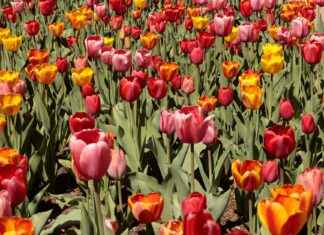 Chaise Haute Bébé: Sécurité Et Confort Pour Bébé Pourquoi Choisir des Guirlandes Lumineuses?