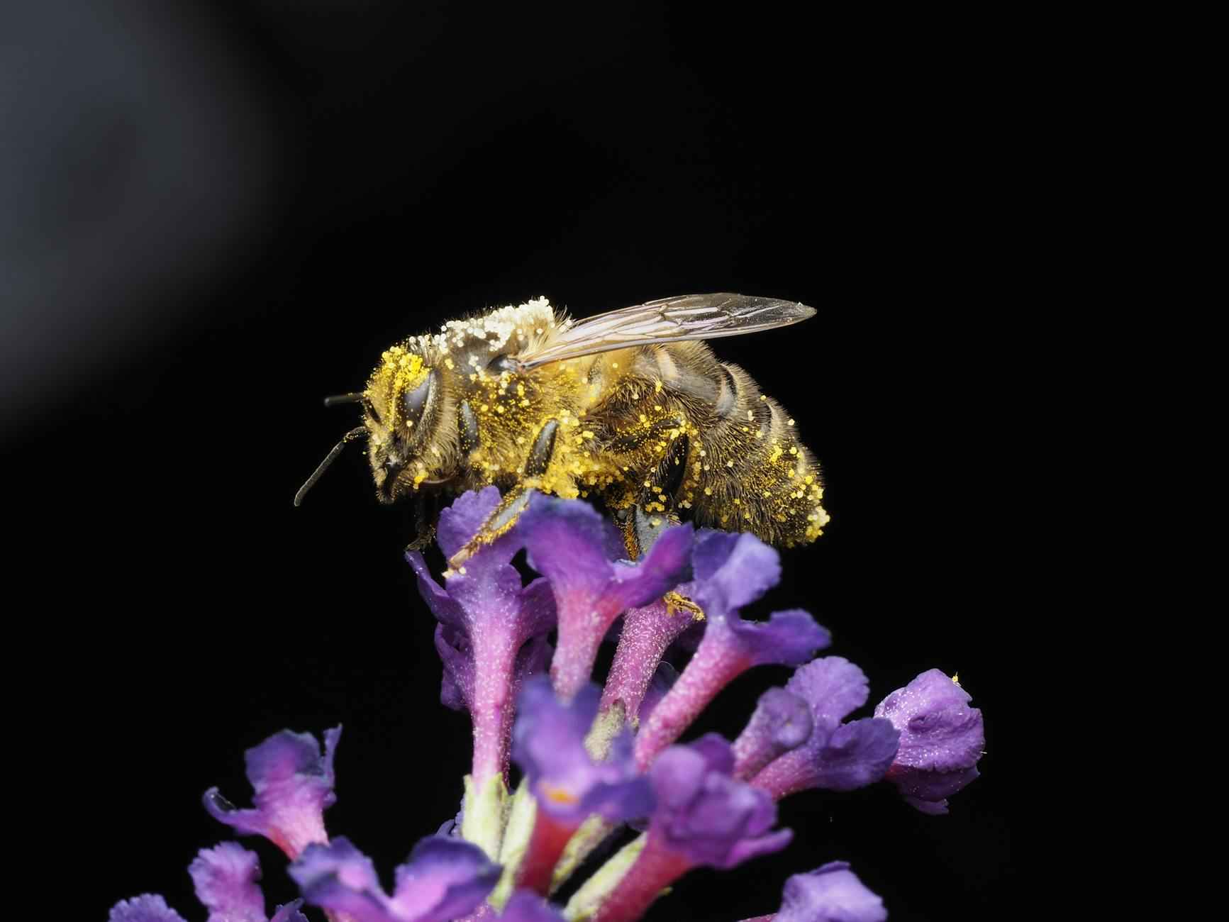 Végétaliser Votre Espace