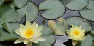 Les parfums d’intérieur qui changent tout Les parfums d’intérieur qui changent tout