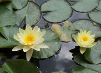 Les parfums d’intérieur qui changent tout Les parfums d’intérieur qui changent tout