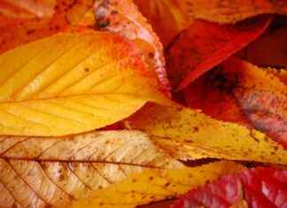 Oser la couleur foncée sans assombrir votre espace Oser la couleur foncée sans assombrir votre espace