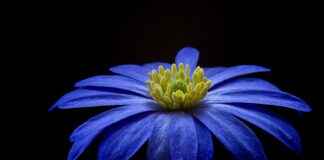 Plantes d’intérieur : lesquelles choisir et où les placer Plantes d’intérieur : lesquelles choisir et où les placer