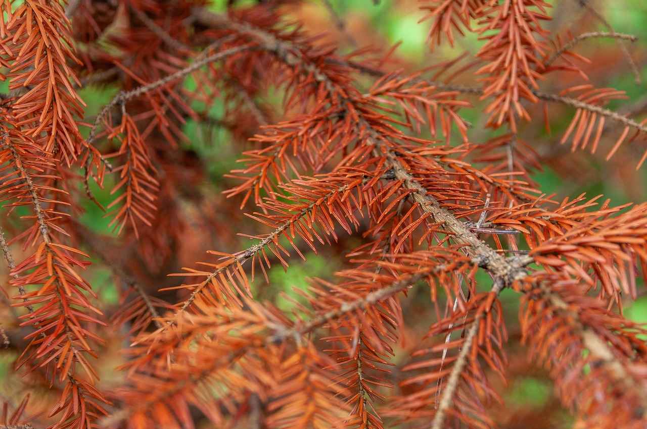 [Les bienfaits des plantes d’intérieur]