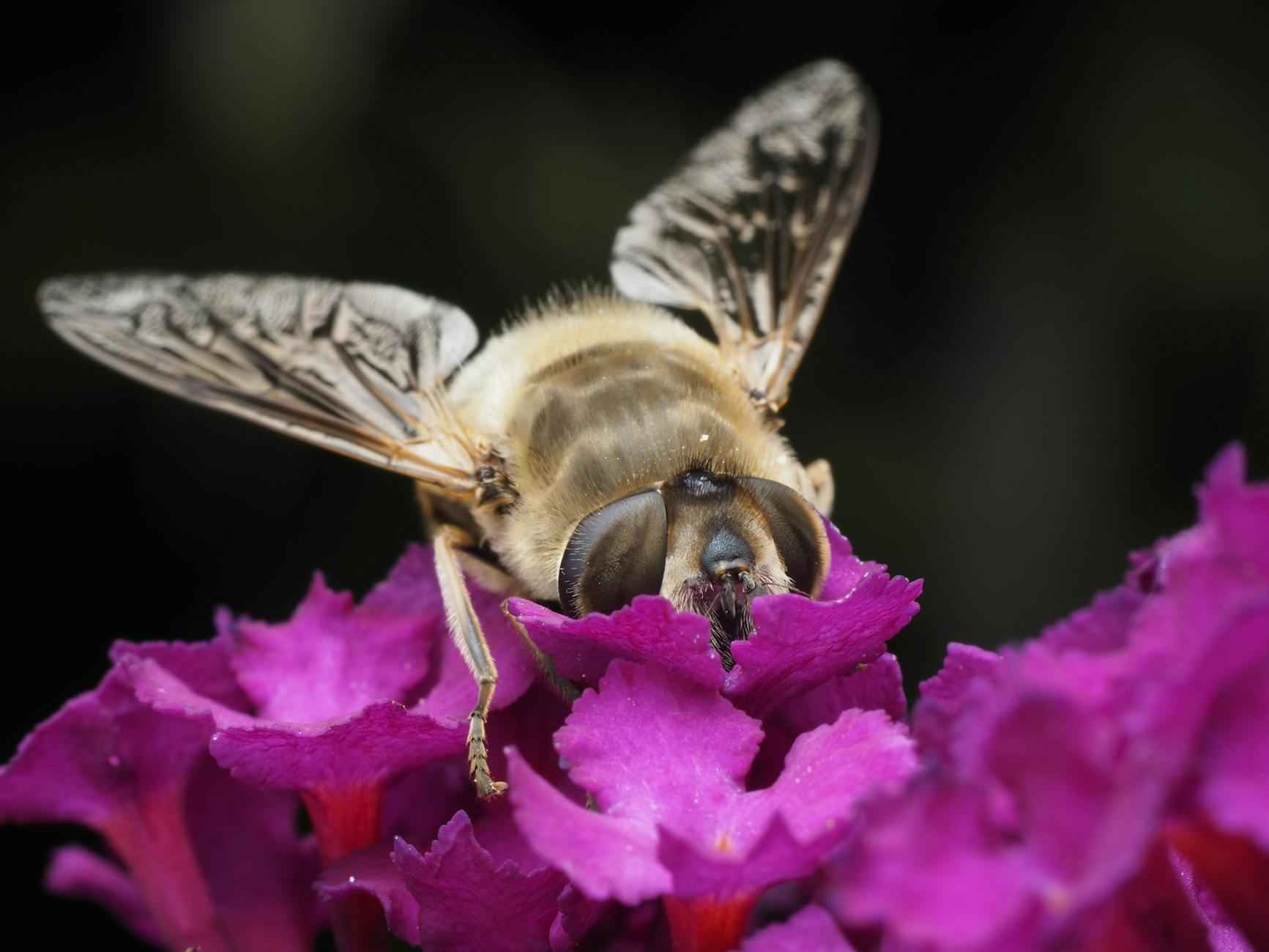 Entretien des Plantes d'Intérieur