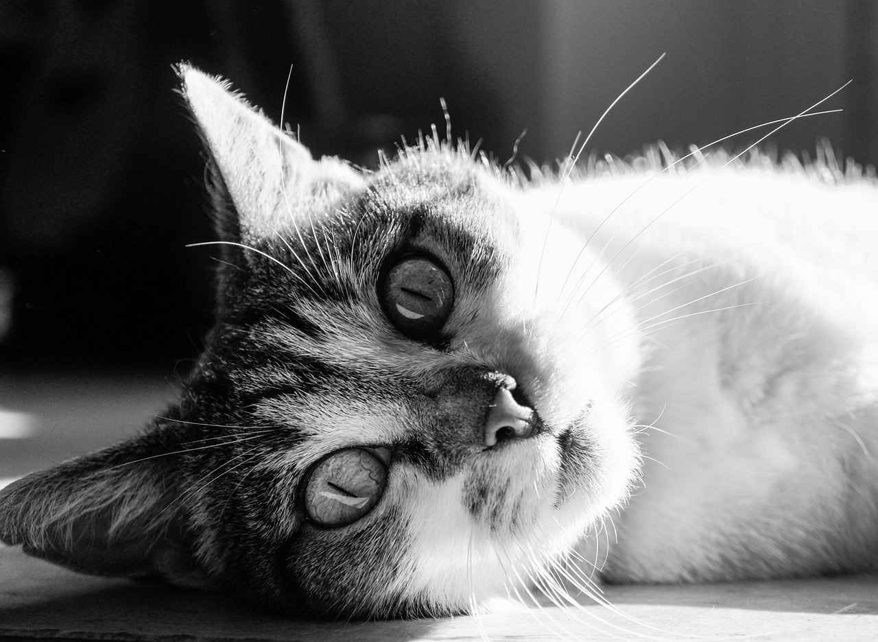 Éclairage : Créer l'Ambiance Parfaite