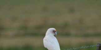 Tête De Lit Rotin: Élégance Naturelle Pour Votre Chambre Tête De Lit Rotin: Élégance Naturelle Pour Votre Chambre