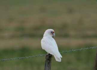 Vitrine En Verre: Élégance Et Design Pour Votre Salon Vitrine En Verre: Élégance Et Design Pour Votre Salon