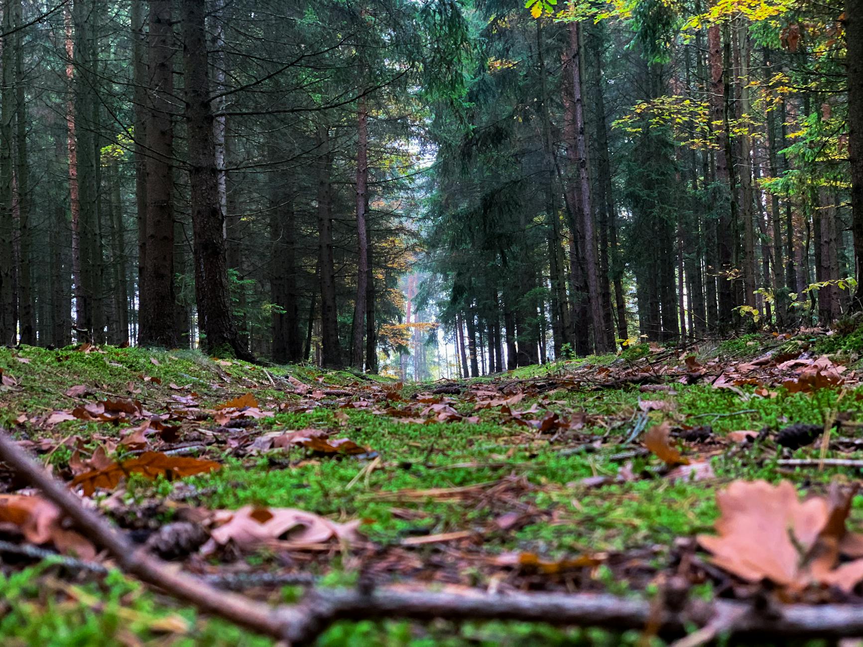 Comment les Bois Reconstitués peuvent-ils sauver les Forêts en 2025