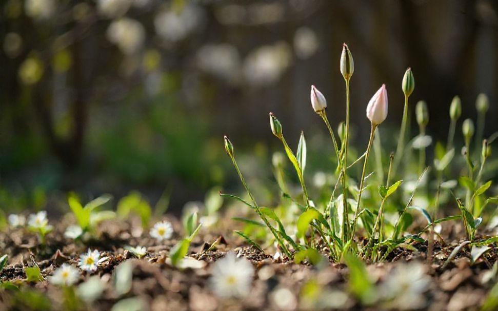 Améliorez l'ambiance de votre intérieur avec 10 plantes de printemps. 3 Comment les plantes de printemps aident-elles à réduire le stress ?