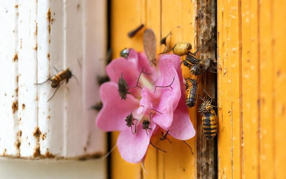 Comment préparer sa maison pour les pousses de végétaux et les insectes du printemps