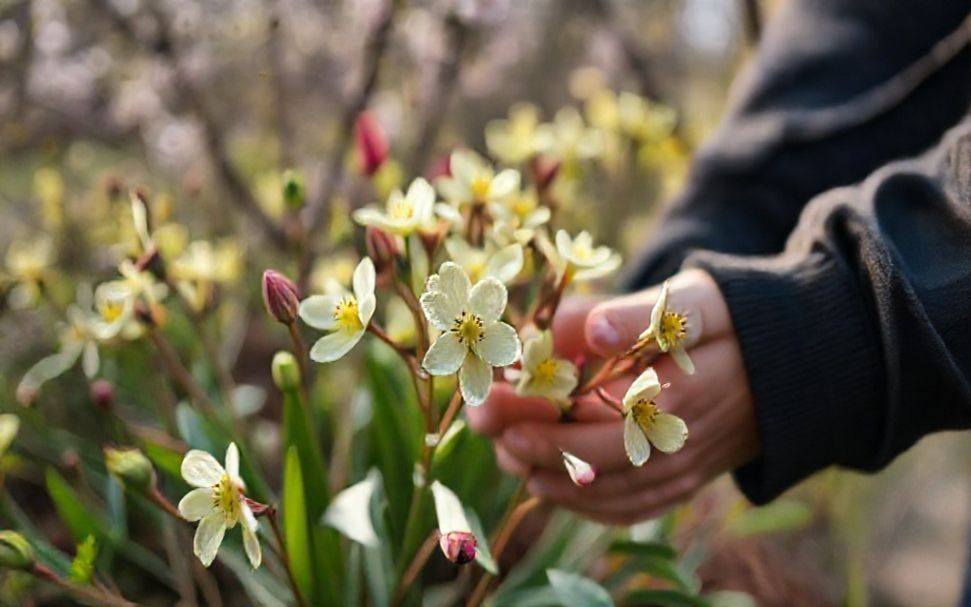 Améliorez l'ambiance de votre intérieur avec 10 plantes de printemps. 4 Les 5 façons dont les plantes de printemps peuvent améliorer votre bien-être mental