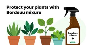 Protégez vos plantes avec la bouillie bordelaise