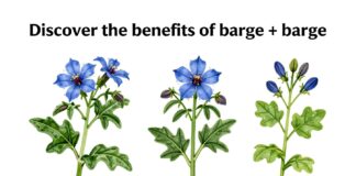 Découvrez les bienfaits de la bourrache