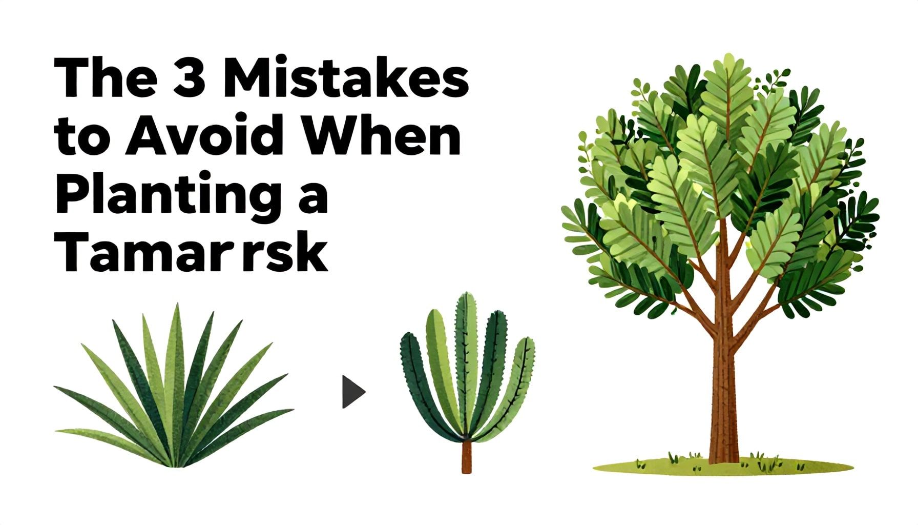 Les 3 erreurs à éviter lors de la plantation d'un Tamaris