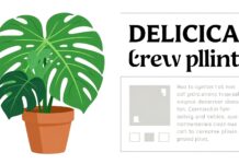 Monstera Deliciosa : Comment cultiver cette plante tendance