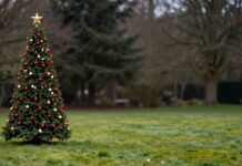 Rose de Noël : Un Parfum de Tradition et de Romance
