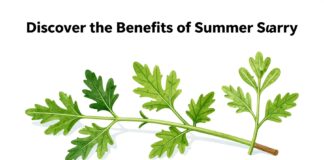 Découvrez les bienfaits de la sarriette