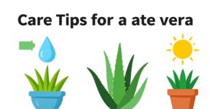 Aloe vera : 5 gestes simples pour une plante en pleine santé