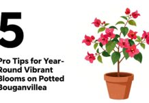 Bougainvilliers en pot : 5 astuces pour des fleurs éclatantes toute l’année