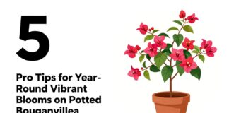 Bougainvilliers en pot : 5 astuces pour des fleurs éclatantes toute l’année
