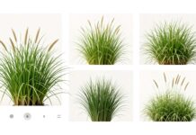 Pennisetum : le gazon résistant qui embellit sans effort