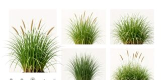 Pennisetum : le gazon résistant qui embellit sans effort