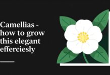 Camélia : comment cultiver cette fleur élégante sans effort