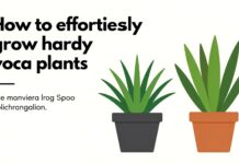 Yucca : comment cultiver cette plante résistante sans effort