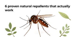 6 répulsifs naturels contre les moustiques qui marchent vraiment