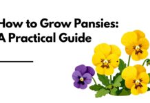 Comment cultiver des pensées en fleurs : le guide pratique