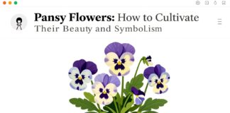 Les pensées fleurs : comment cultiver leur beauté et leur symbolique